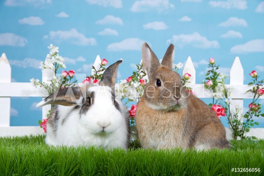 Picture of brown dwarf rabbit sitting in green grass next to white and brown lop eared bunny facing viewer White picket fence with small pink roses Blue background sky with clouds Copy space